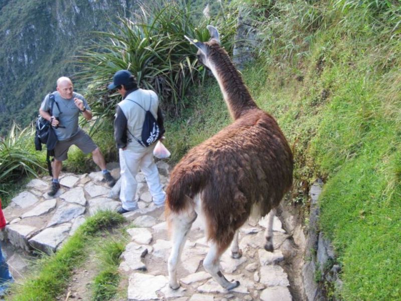 Machu Picchu